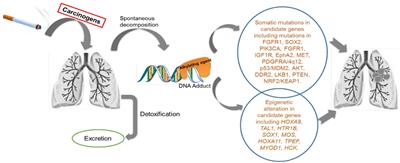 Pre-clinical lung squamous cell carcinoma mouse models to identify novel biomarkers and therapeutic interventions